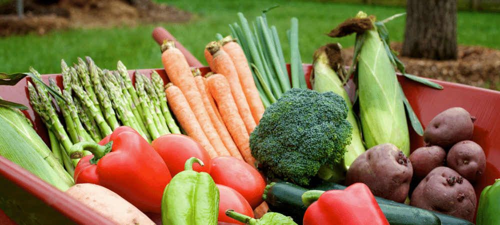 夏季蔬菜园艺与芦笋，胡萝卜，花椰菜，玉米，西红柿和辣椒