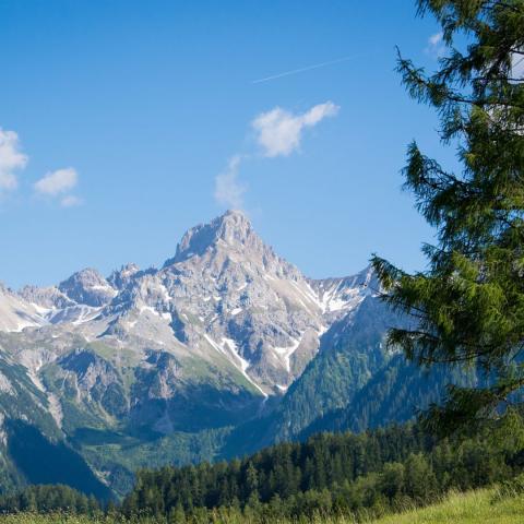 山和树